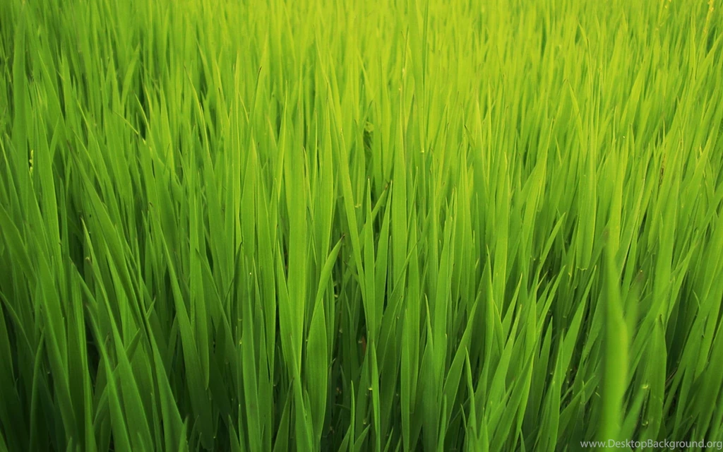 Grass Textures, Nature, Windows, Abstract, 1920x1200 HD Wallpapers ...