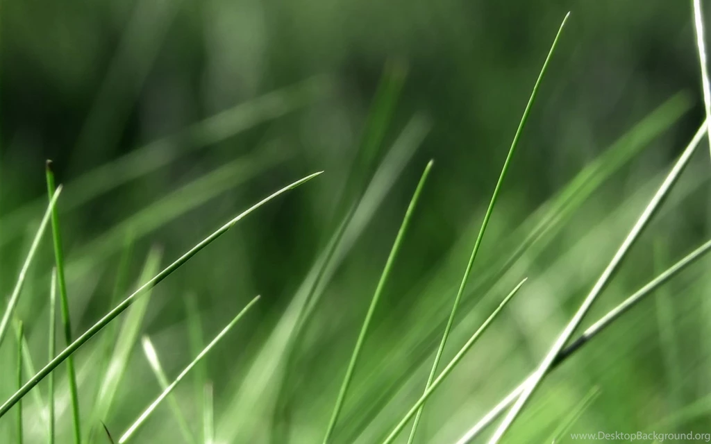 Theme Bin» Blog Archive » In The Grass HD Wallpapers