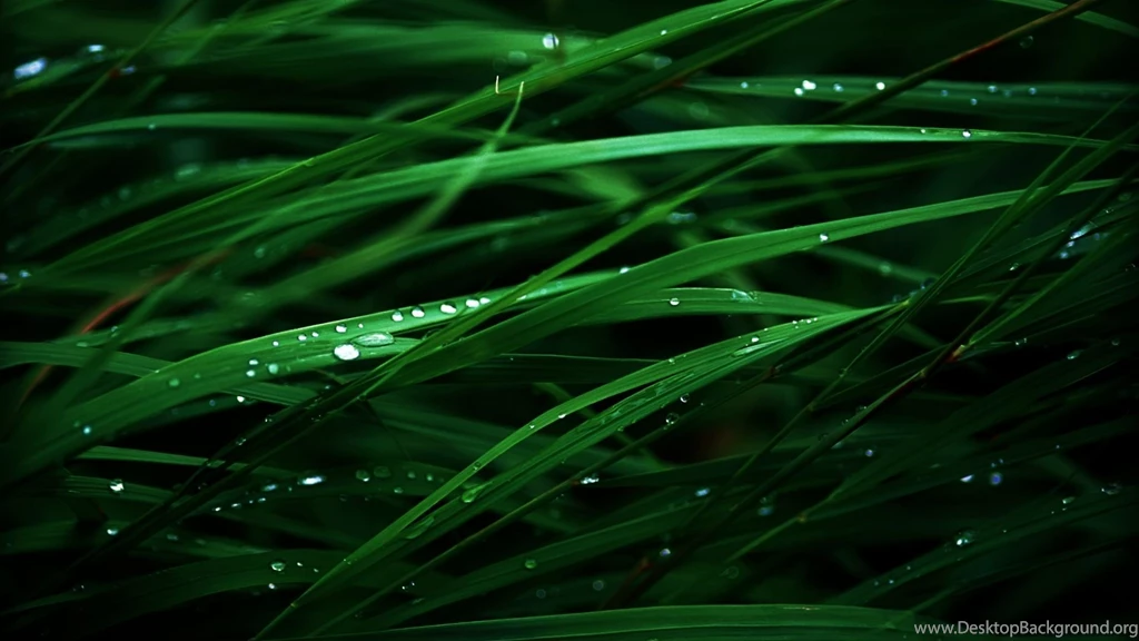 Lush Green Grass   HD Wallpapers