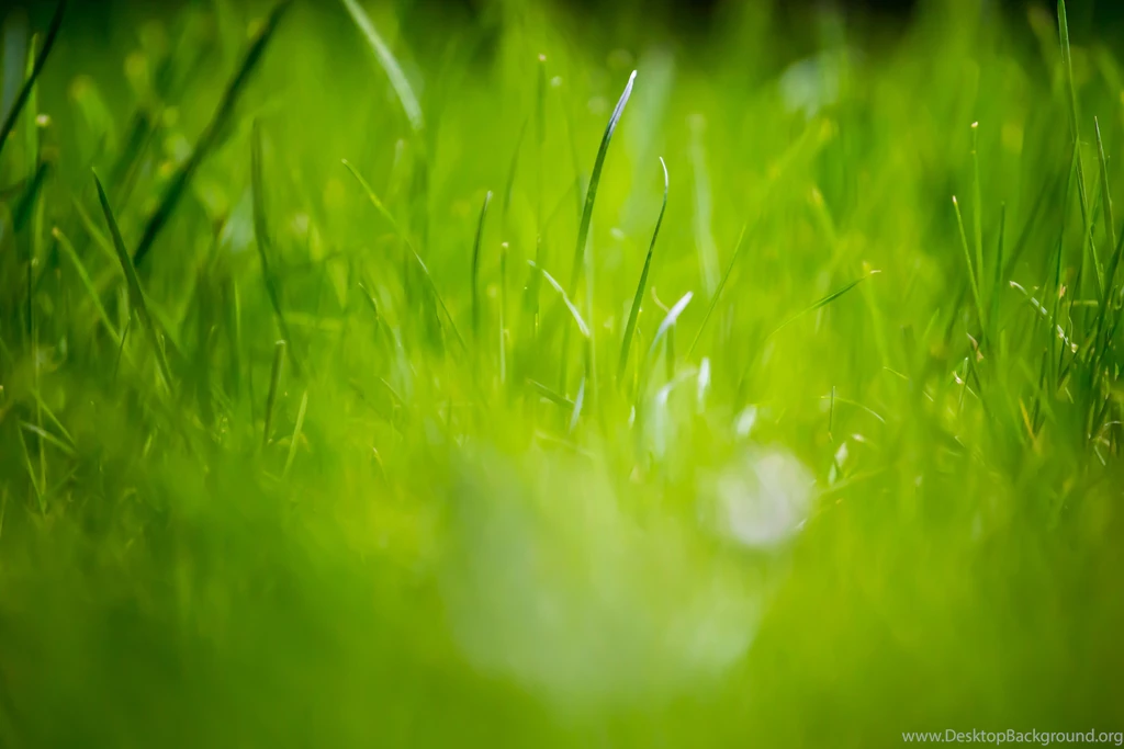 Green Grass Fields Wallpaper 2121.jpg