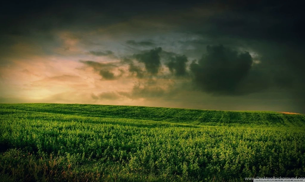 Beautiful Green Grass Field HD Desktop Wallpapers : High Definition ...