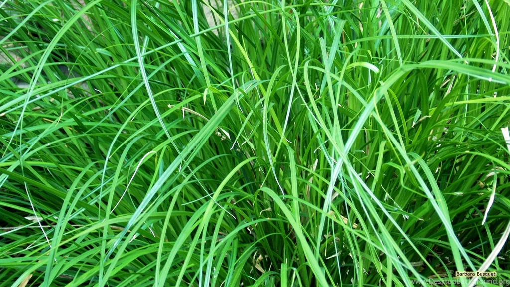 Grass Wallpapers Barbaras HD Wallpapers
