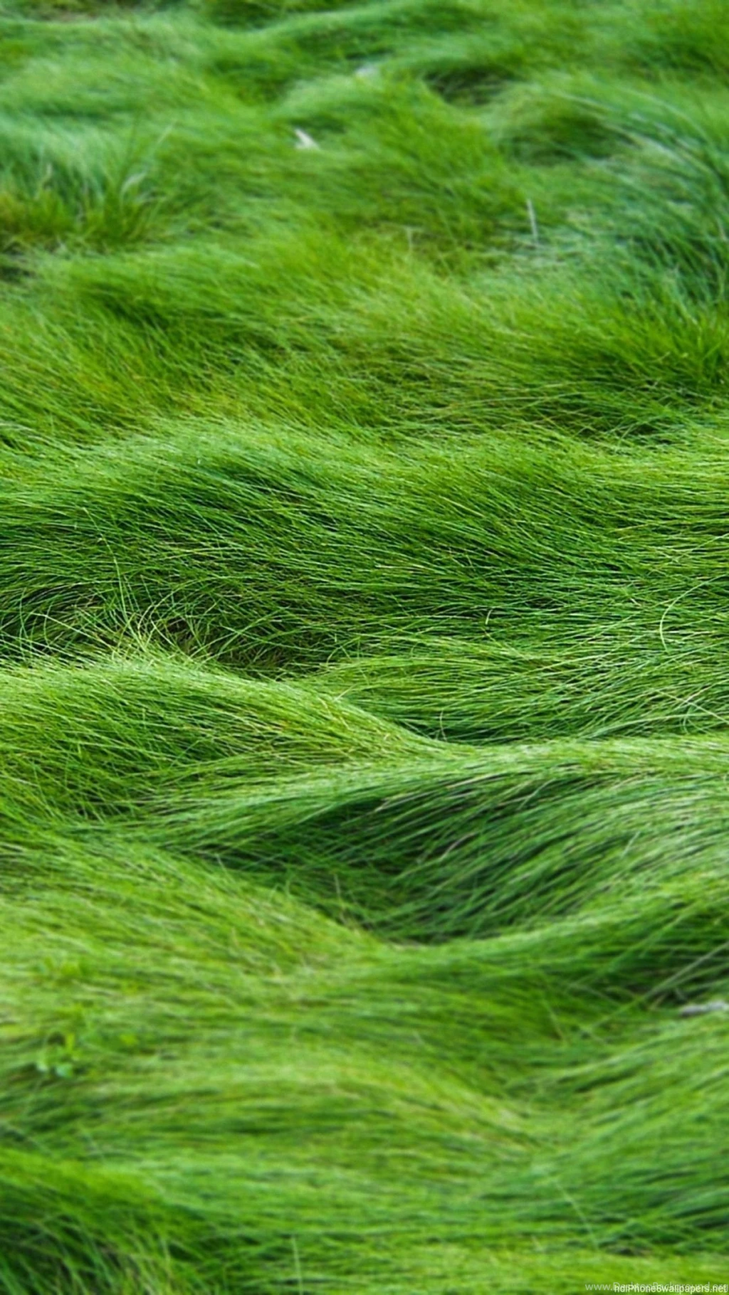 Grass Green iPhone 6 Wallpapers HD And 1080P 6 Plus Wallpapers