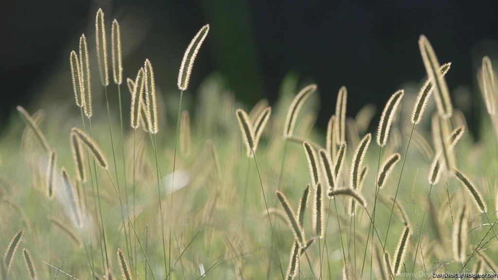 Bristle Grass Wallpapers HD Wallpapers