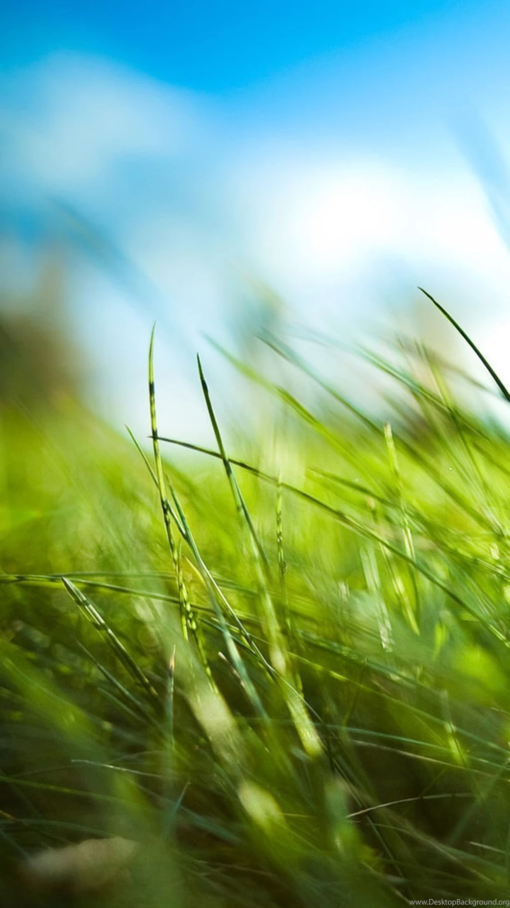 Nature Vast Desolate Grass Field iPhone 6 Wallpapers Download ...