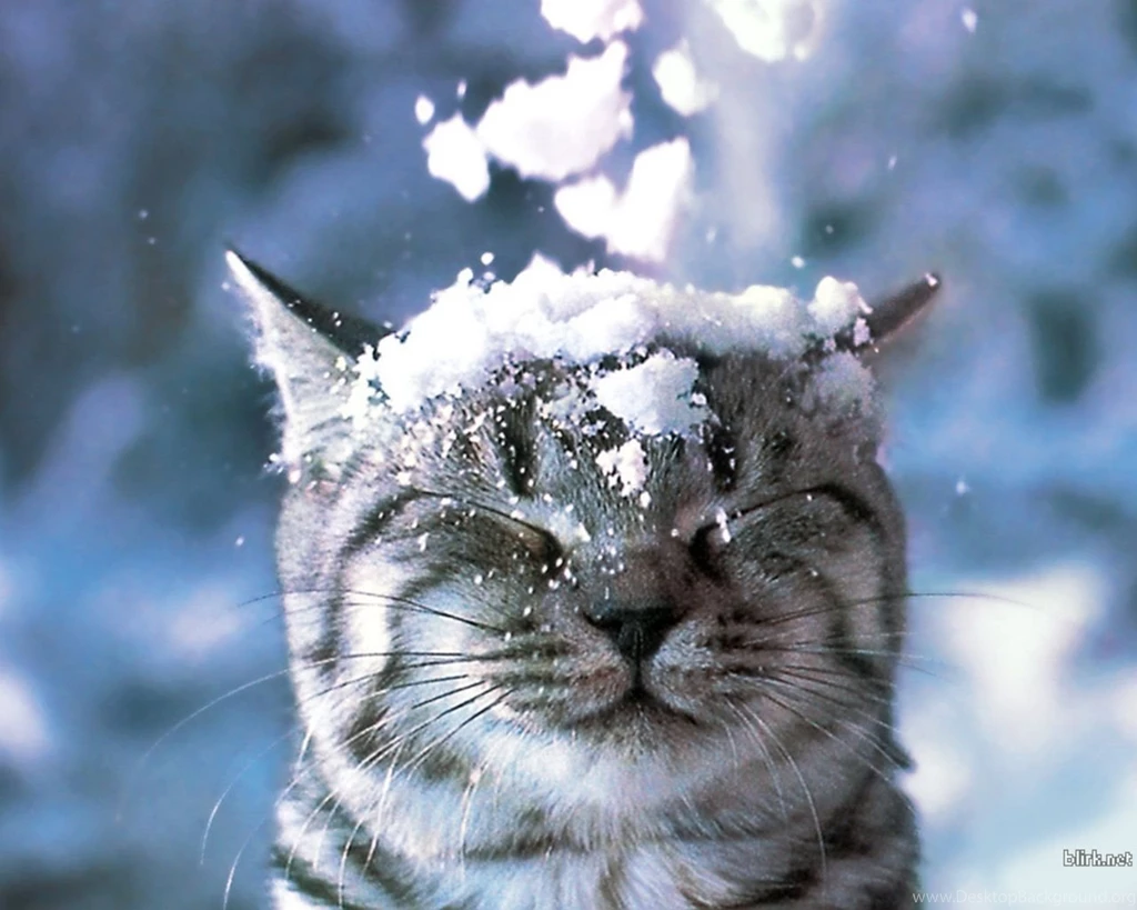 Cat Cute In The Snow HD Wallpapers