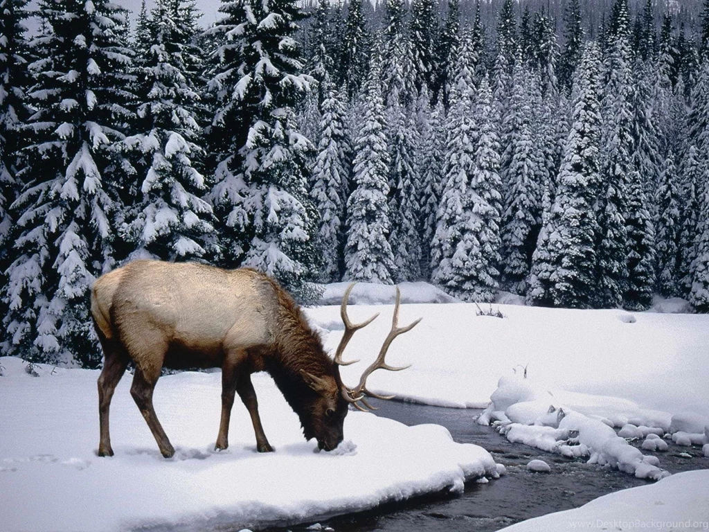 Winter Season Snow Forest Fresh New Hd Wallpapers [Your Popular HD ...