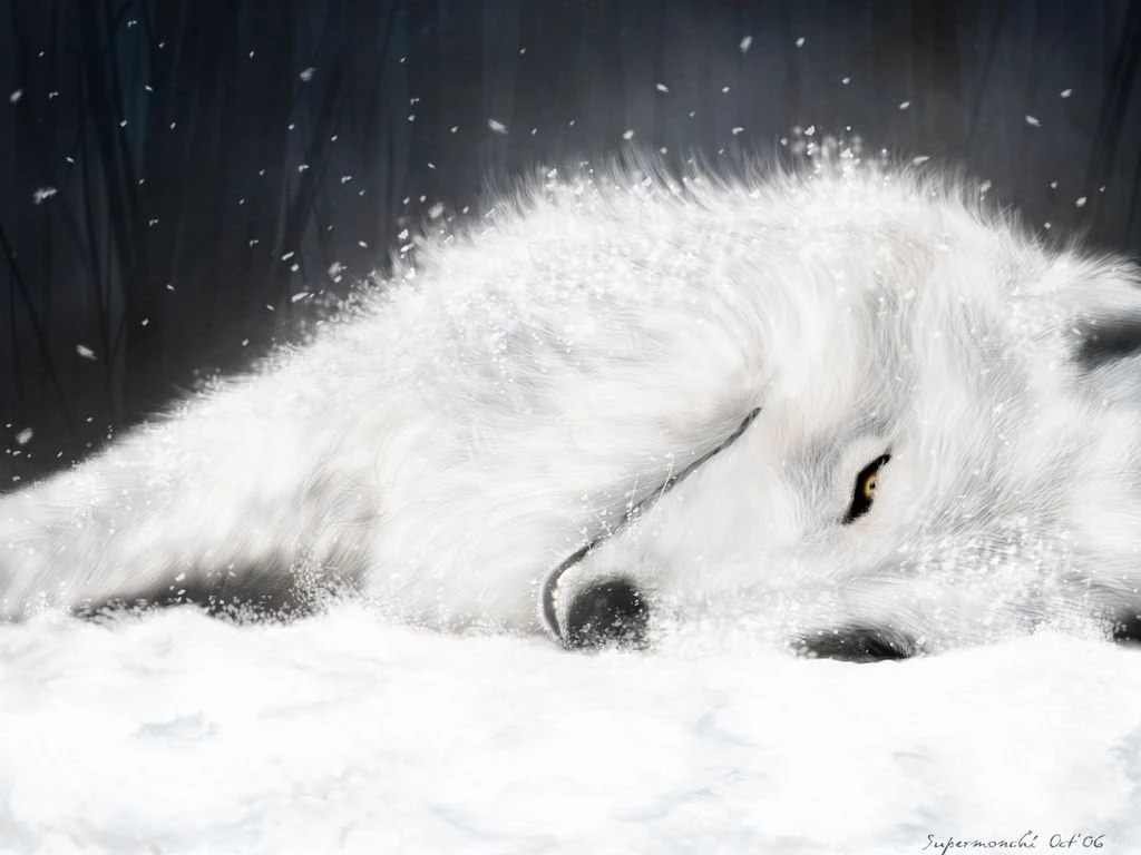 White Wolf Wallpapers All Wallpapers New