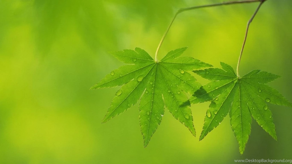 Download Wallpapers 1366x768 Leaves, Green, Light, Backgrounds ...