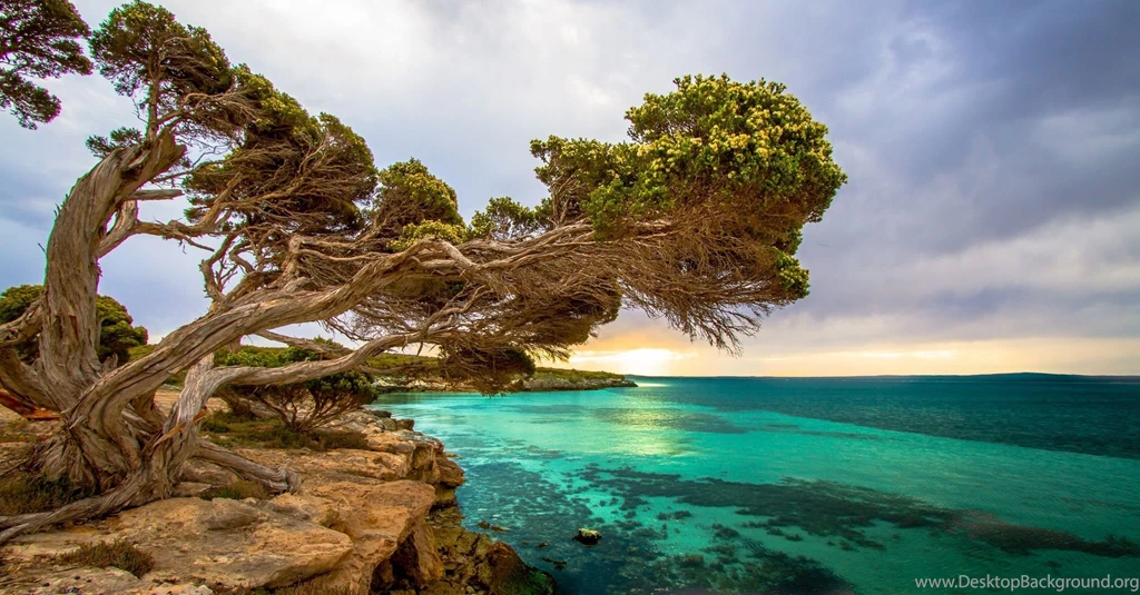Coastal Tree Port Lincoln South Australia Wallpapers