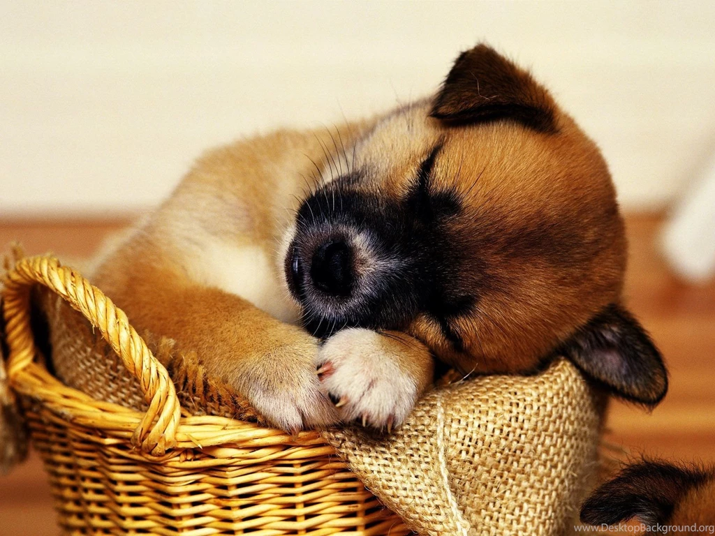 Puppy Sleeping In Basket Hd Wallpapers PowerballForLife