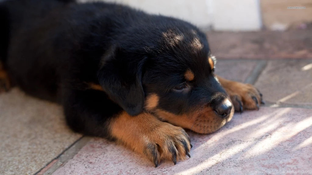 Top Rottweiler Puppy Animals Images For Pinterest