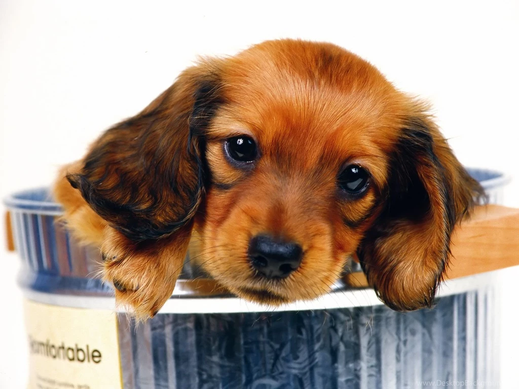 2472 Dog HD Wallpapers