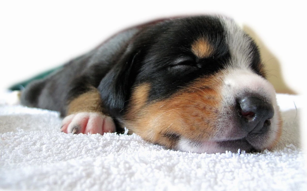 Sleeping Puppy HD Wallpaper, Sleeping Puppy Photos