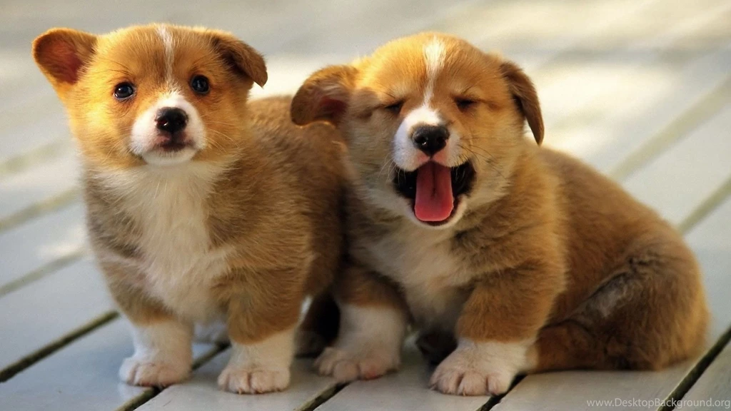 Corgi Puppy HD Wallpapers