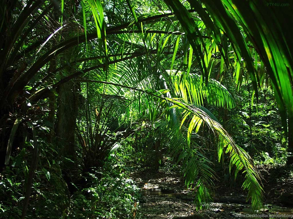 Jungle On Pinterest