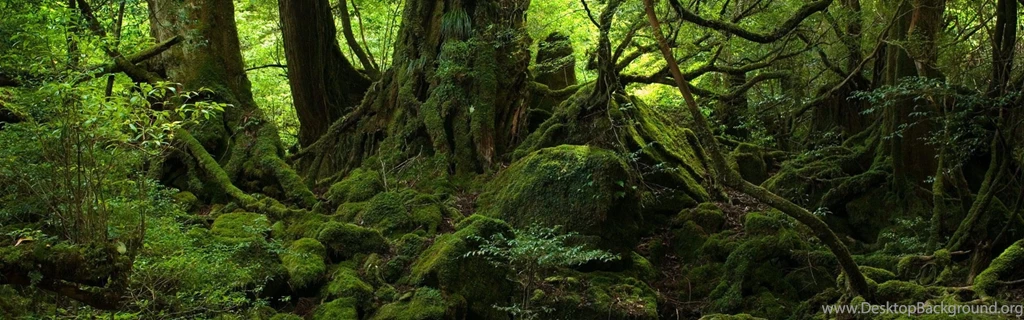 Download Wallpapers 3840x1200 Trees, Wood, Jungle, Moss, Stones ...