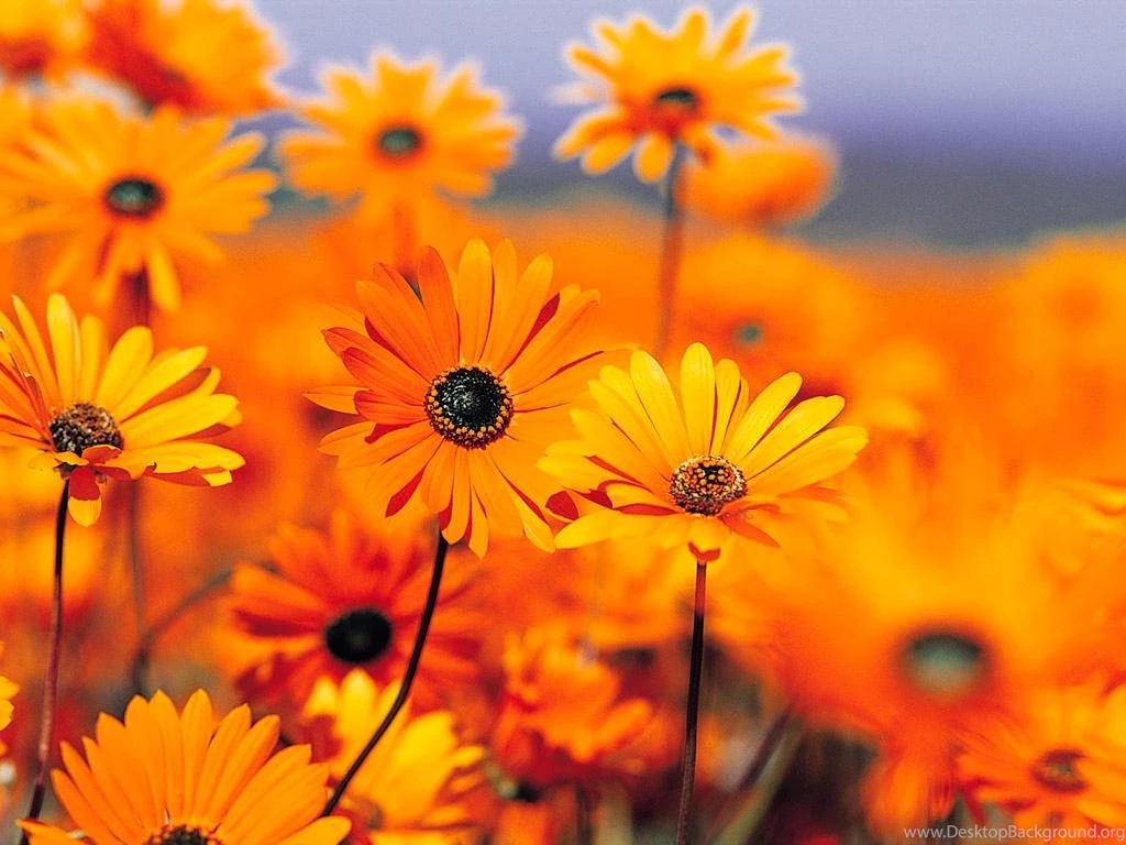 Orange Flowers HD Wallpapers