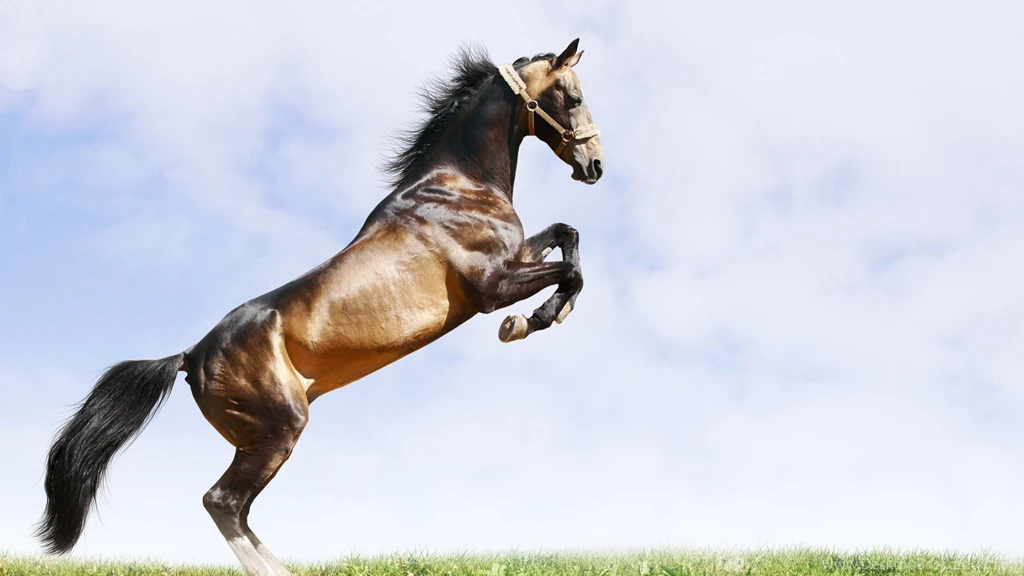 Download Wallpapers 2560x1440 Horse, Jump, Grass, Sky Mac iMac 27 ...