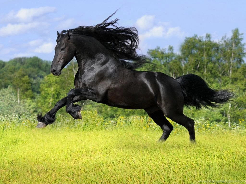 Horse Black Horse Jumping Wallpapers HD Widescreen ...