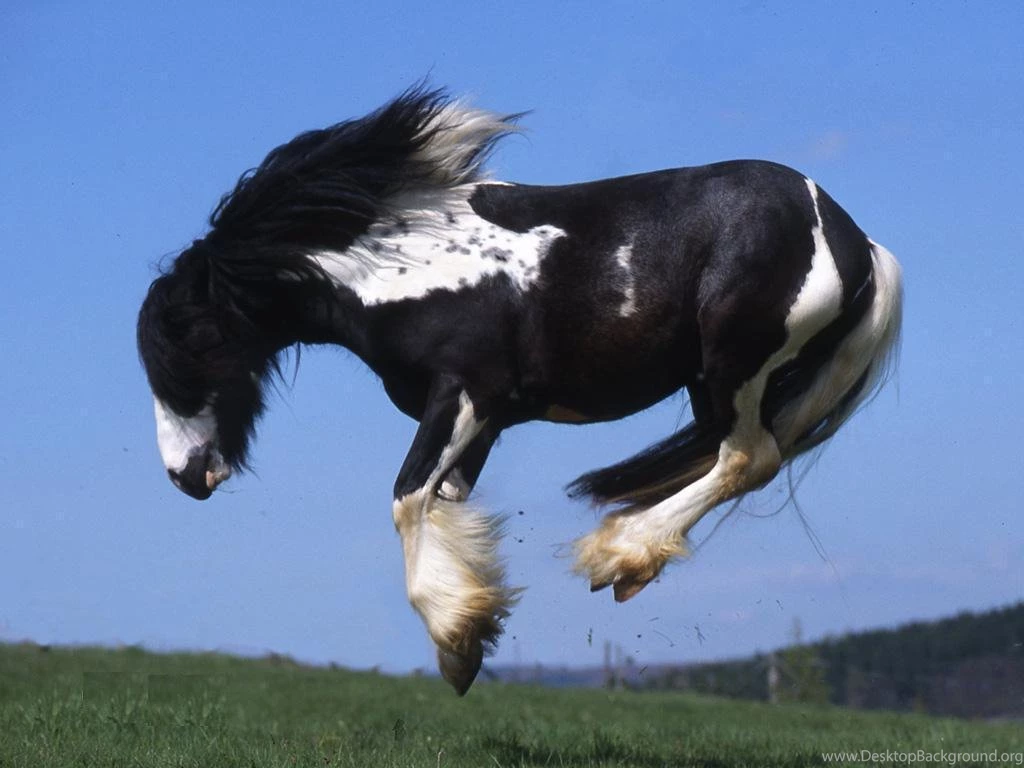 Black Horses Wallpapers   Entertainment Only