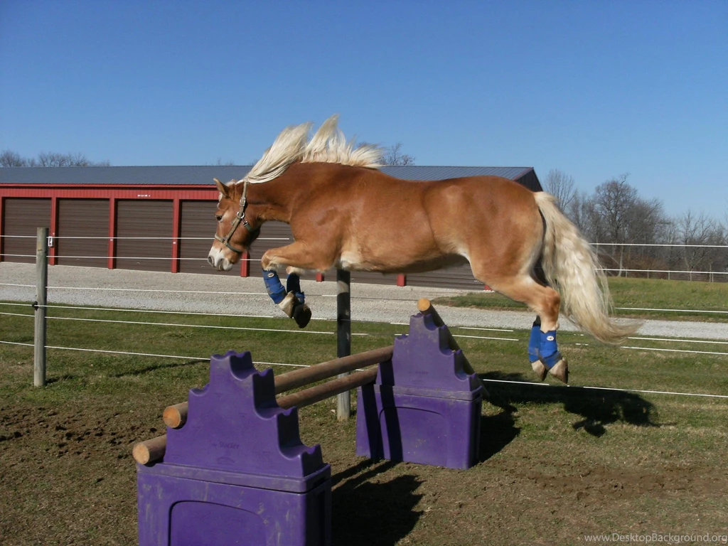 Horse Jumping >> HD Wallpaper, Get It Now!