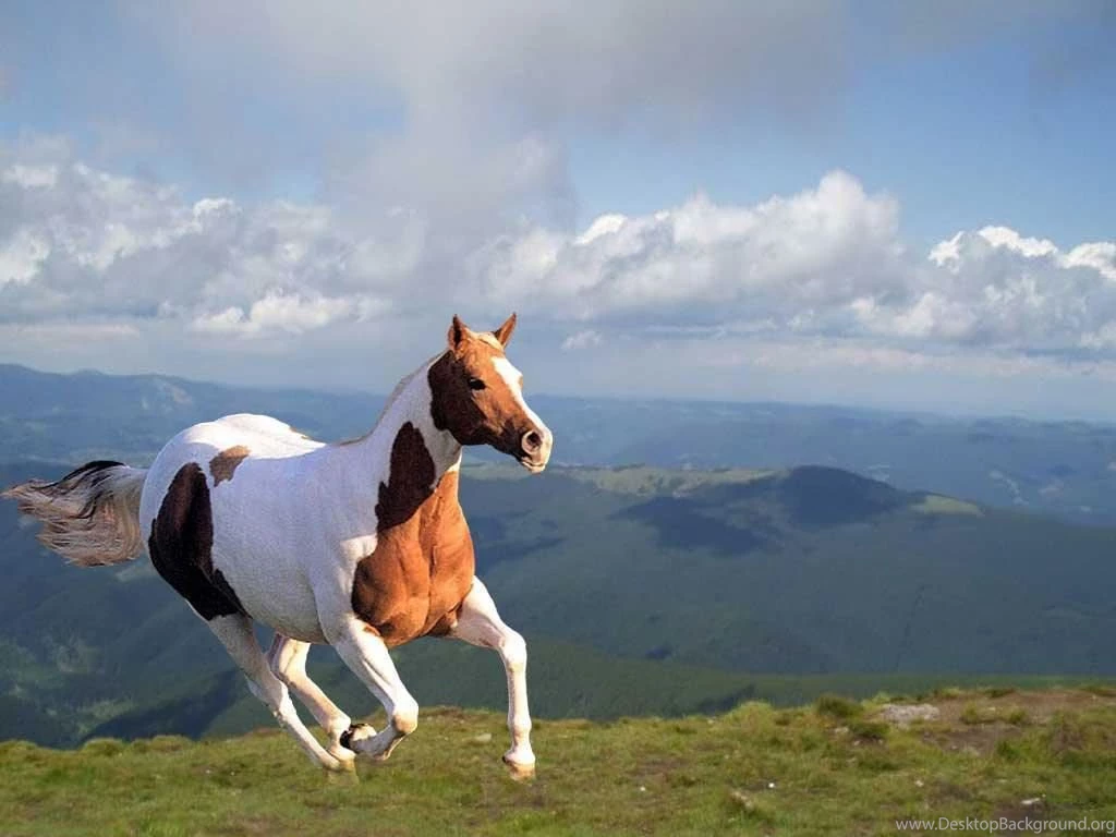 Beautiful Horse Pictures The Wondrous Pics