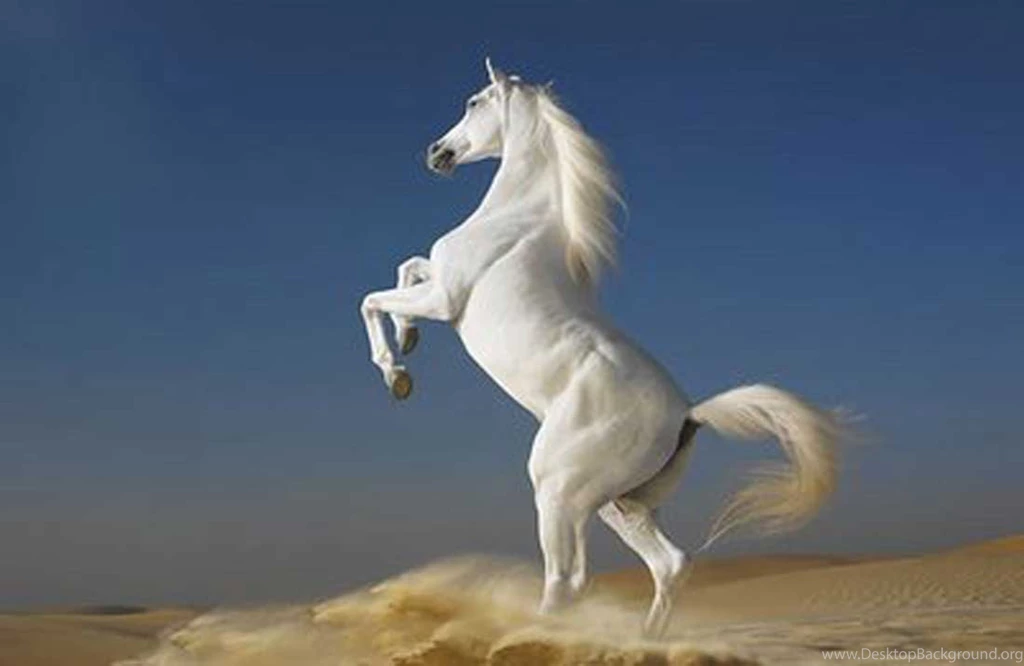 White Horse Wallpapers   Wallmanage.com