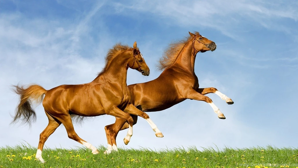 Download Wallpapers 1920x1080 Horse, Field, Grass, Jumping Full HD ...