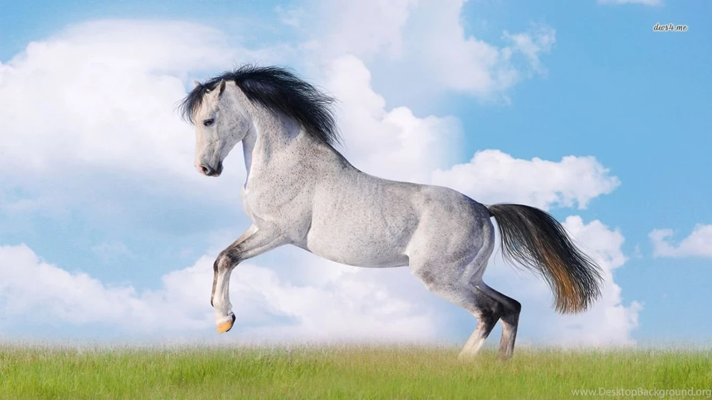 Top Horse Jumping Hd Wallpaper Images For Pinterest