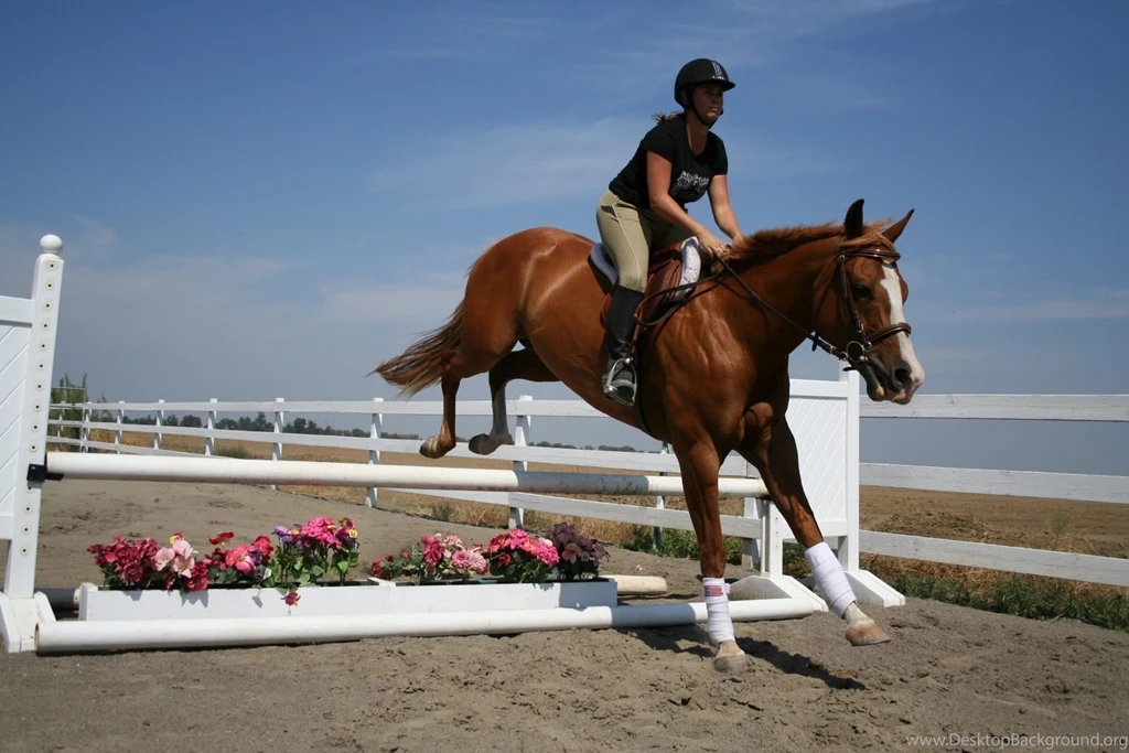 HD Animals Wallpapers: 09/23/11