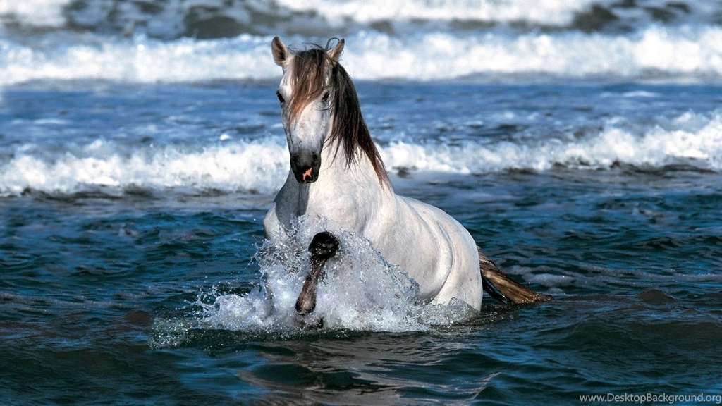 Page 11: Full HD 1080p Horse Wallpapers HD, Desktop Backgrounds ...