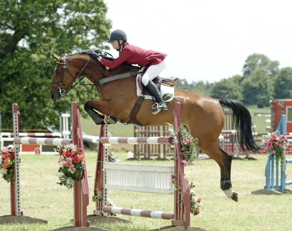 HD Animals Wallpapers: Horse Jumping Pictures