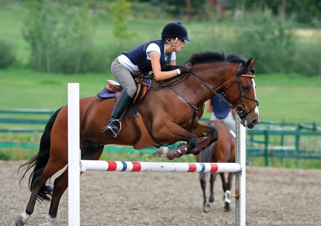 HD Animals Wallpapers: Friesian Black Running Horse Wallpapers