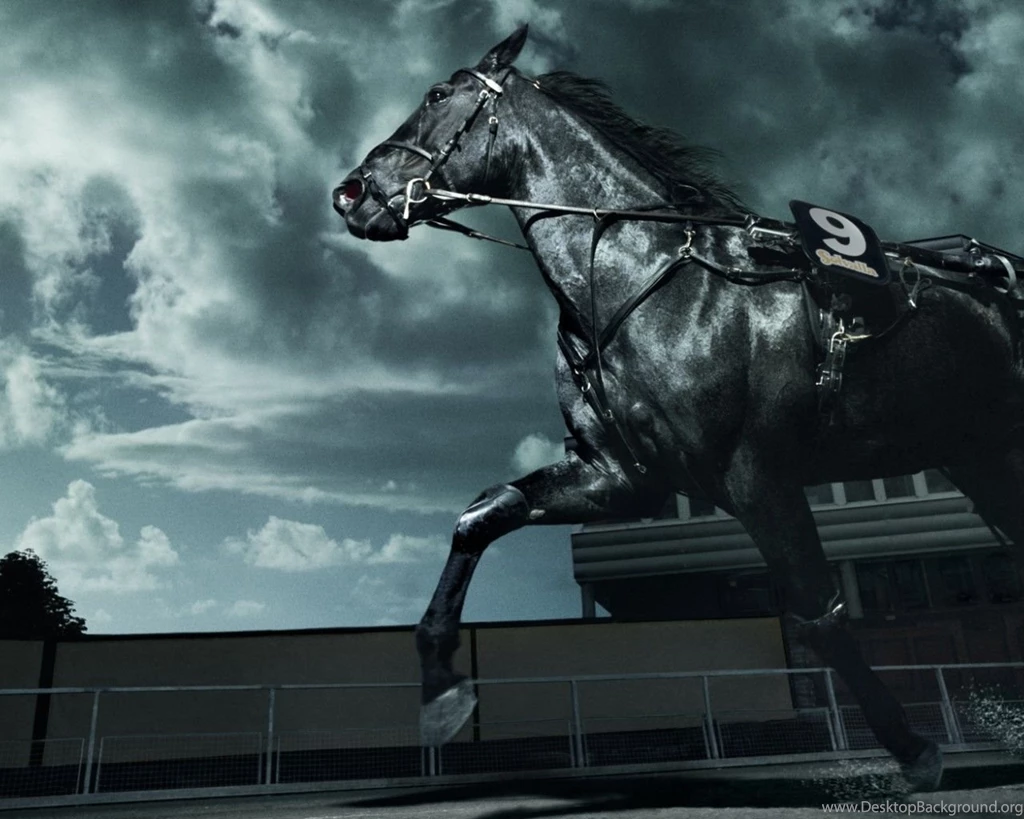 HD Horses Wallpapers Entertainment Only