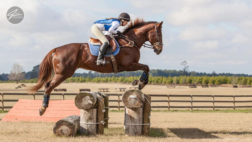 Photographing Horses