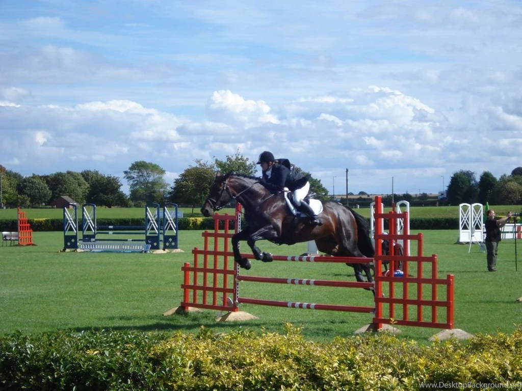 Bay Horse Jumping Stock By Popui On DeviantArt