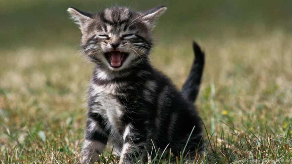 Cat Desktop Wallpapers   Widescreen HD Wallpapers