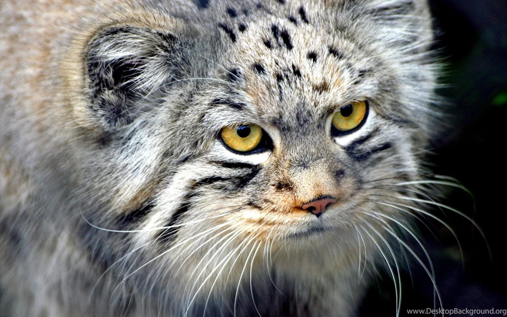 Wild Cat Desktop Wallpaper, Wild Cat Backgrounds, New Wallpapers