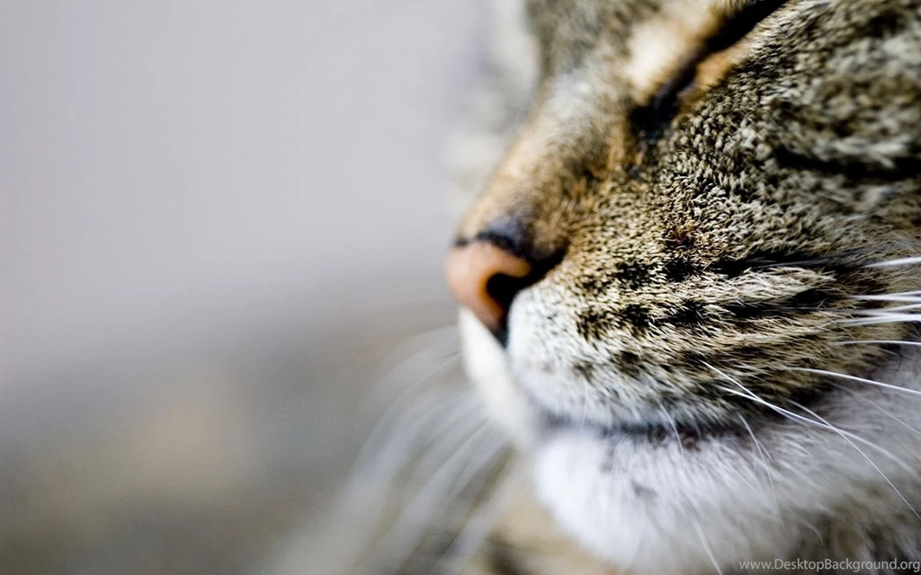 Snout, Cat