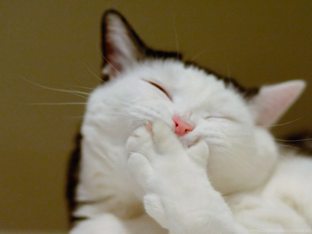 Download Wild Cats Apple Mac Comic Pet Very Happy Cat Wallpapers ...