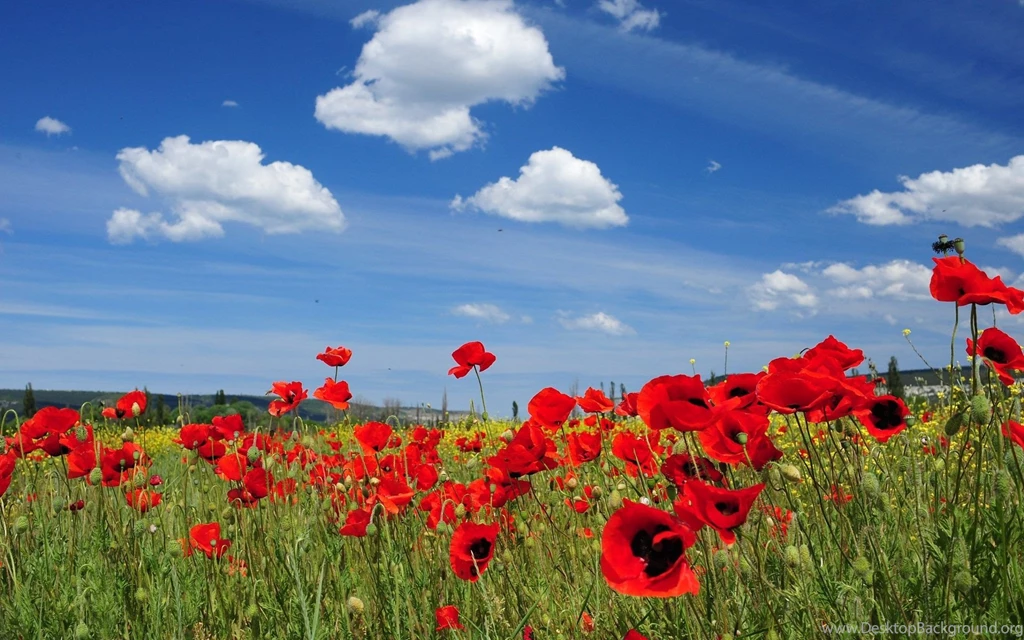 Simple World Wallpaper: Www Free Desktop Wallpapers