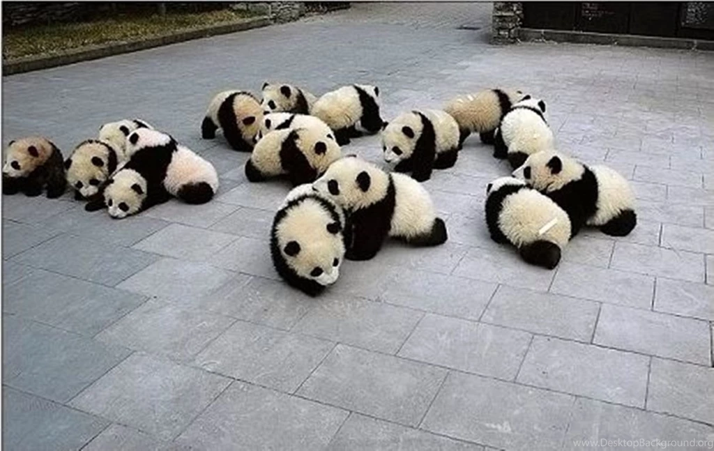 Cute panda babies.jpg