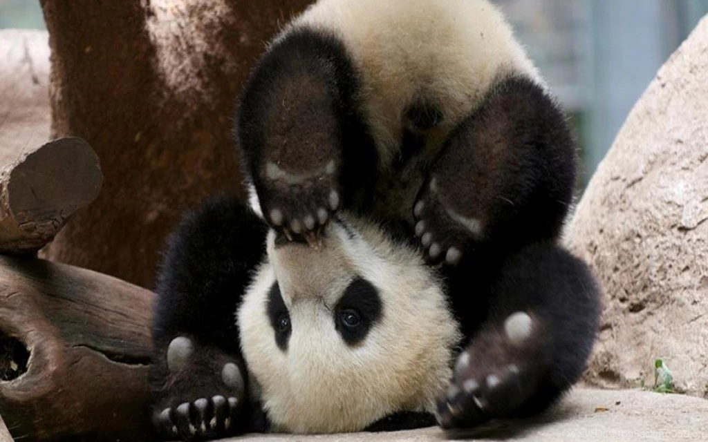 40 Baby Panda Photos : Freakify.com