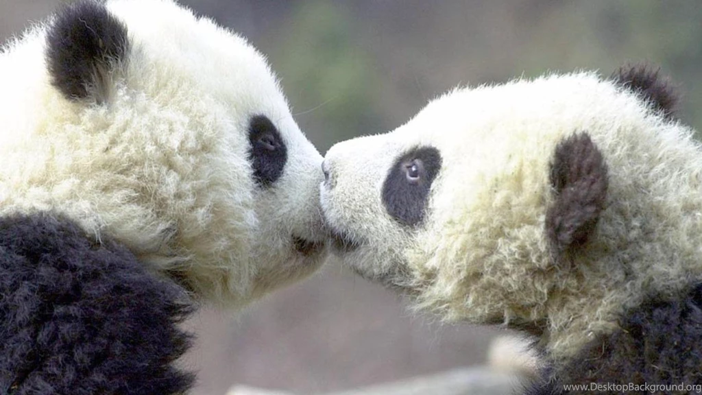 Cute Baby Panda Wallpapers