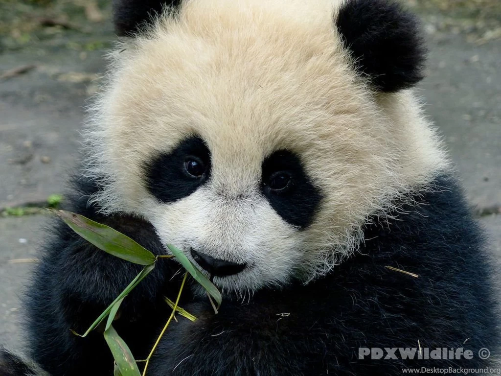 Download Baby Panda Hd Wallpaper Backgrounds In Animals ...