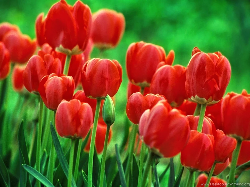 Full Screen Desktop Wallpapers