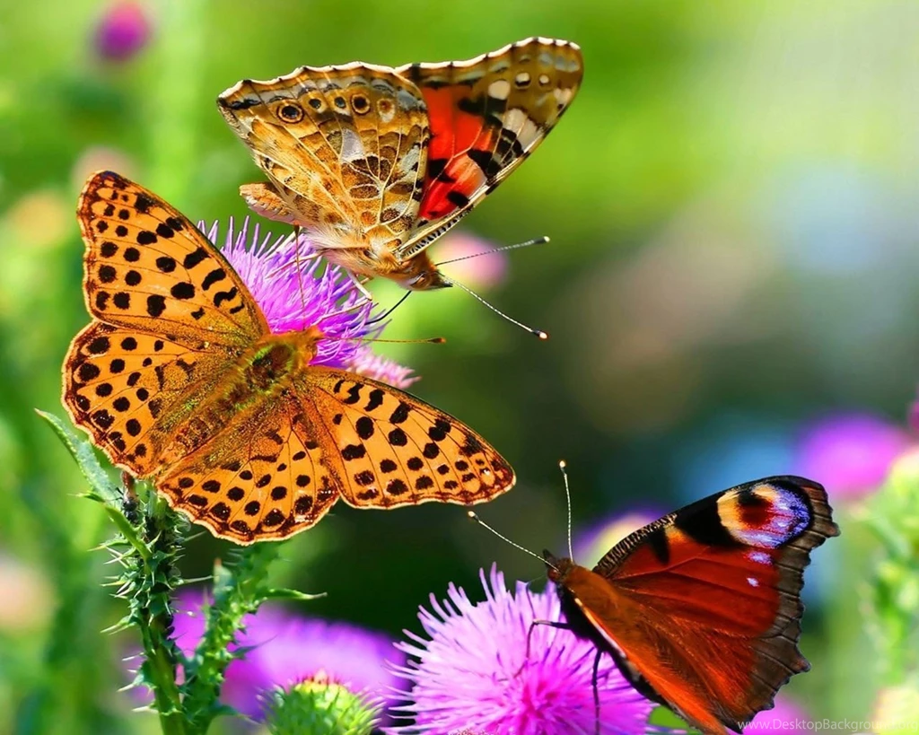 Beautiful Flower Wallpapers For Desktop Full Screen
