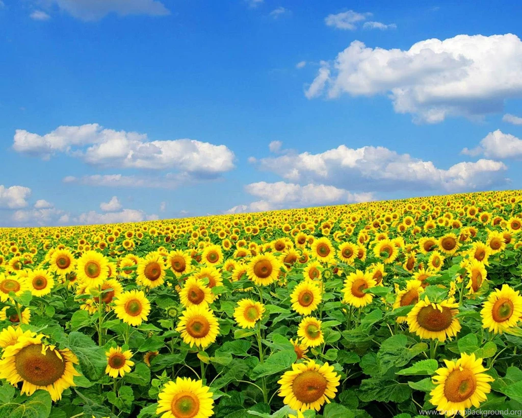 Pictures Of Flowers For Desktop Backgrounds