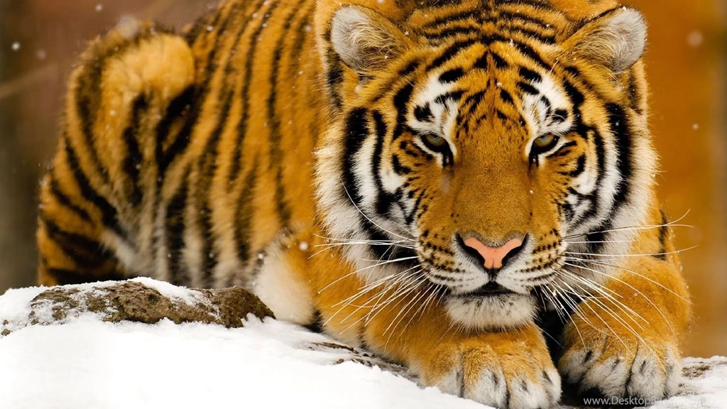 Wallpaper, Tiger, Snowy, Pictures, Fullscreen (